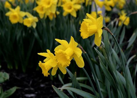Daffodil Flower Daffodils Narcissus Yellow Springtime Spring
