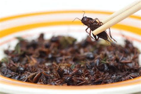 It uses a range of methods to assist with infestations, such as baits, traps. How To Get Rid Of Crickets In Las Vegas - Newmans Pest Control