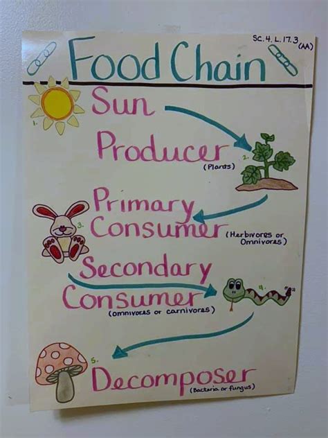 Basic Food Chain Vocabulary Anchor Chart Science Anchor Charts Food