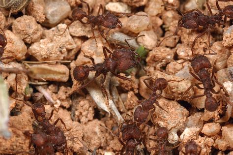 Acromyrmex Versicolor Desert Leafcutter Ants A Good Life