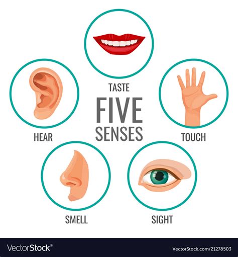 Five Senses Human Perception Poster Icons Vector Image