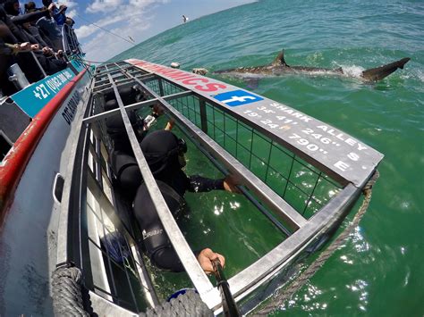 Shark Diving With Marine Dynamics In Gansbaai South Africa Shark