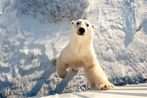 Tundra Lodge Churchill Polar Bears Part Polar Bear Bear Bear