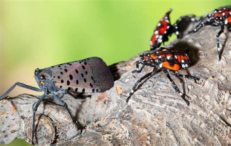 Early Detection of the Spotted Lanternfly Is Critical ...