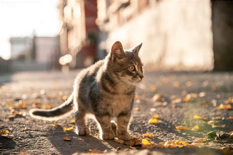 Stray Cat Diseases Which Are The Most Common