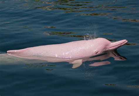 Pink River Dolphin Fun Facts For Divers And Ocean Lovers