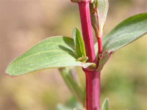 Plant Life: Stems