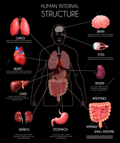 Human Body Organs Liver