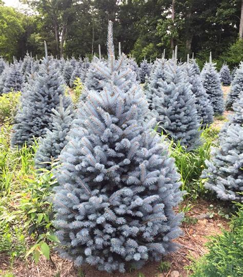 Tree Care Barr Evergreens