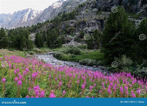 The Field Of Willowherb Flowers On The Background Of Mountain River