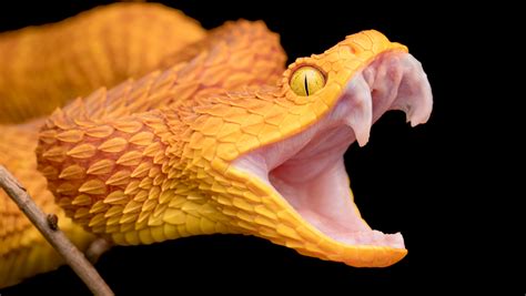 Venom Injecting Fangs Evolved Independently In Vipers And Cobras Folio