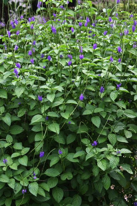 The purple flowers are rather striking even though they are small (about ½ inch across). Blue Porterweed, Stachytarpheta urticifolia, Seeds ...