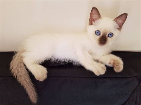 Pin On Siamese Cat Breeds Facts