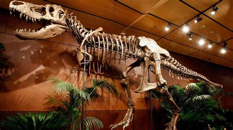 T Rex Renaissance Big Decade For Dino Research Npr