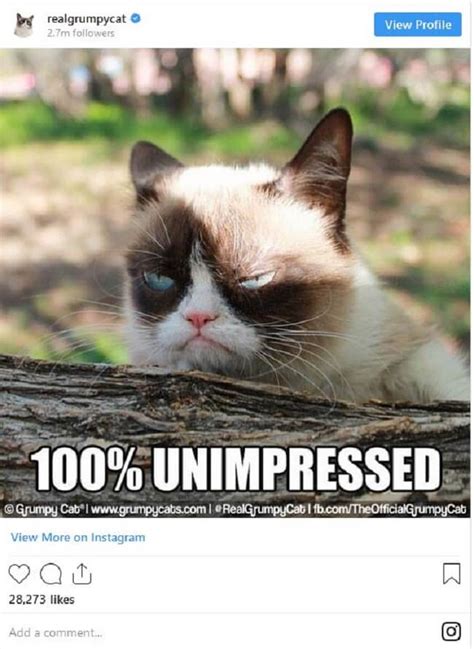 grumpy cat     memes
