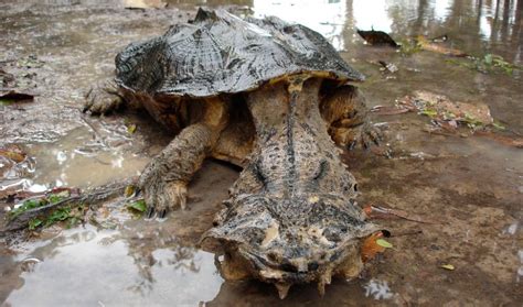 Tortugas Matamata Animalesis