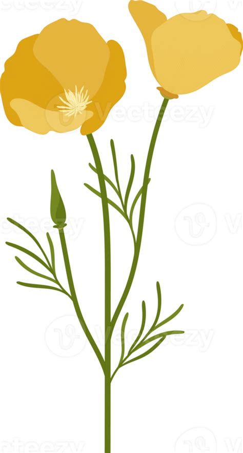 Yellow California Poppy Flower Hand Drawn Illustration 10173230 Png