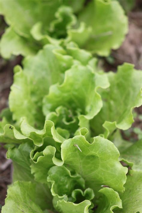 Growing Lettuce Experience Real Flavor With A Simple Salad Garden