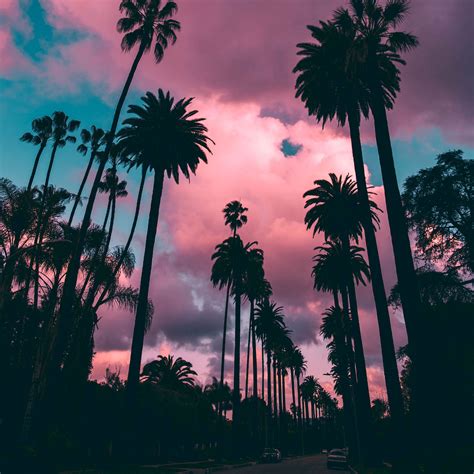 Download Wallpaper 3415x3415 Palm Trees Sunset Clouds