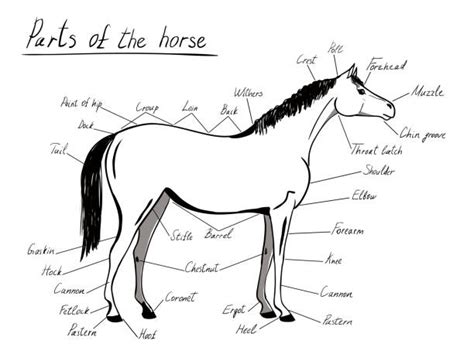 Horse Tail Anatomy
