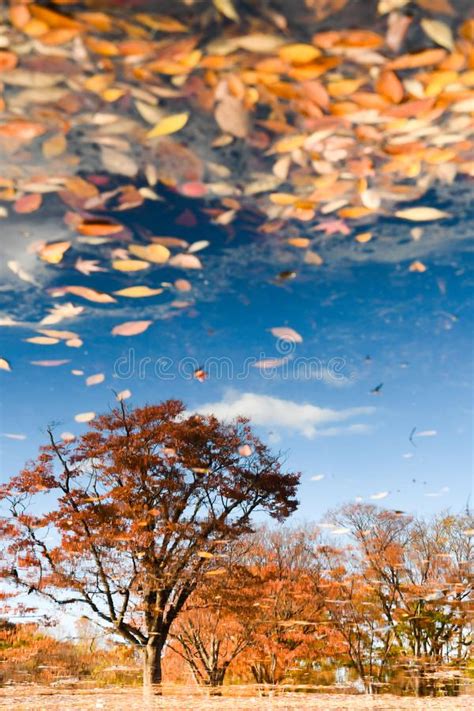 Autumn Trees And Blue Sky Reflected In The Lake Stock Photo Image Of