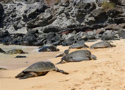 And More Turtles Picture Of Hookipa Beach Park Paia Tripadvisor
