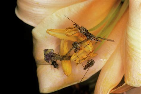 Pollination Photograph By Dr Jeremy Burgess Science Photo Library Pixels