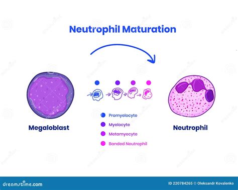 Stages Of Neutrophil Maturity From Megaloblast To The Neutrophil Stock