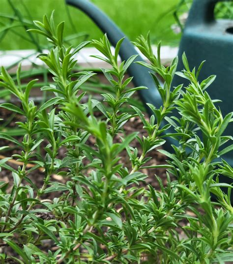 How To Grow Summer Savory In An Organic Herb Garden Gardenary