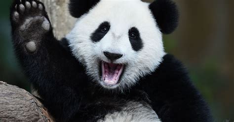 Giant Pandas Are No Longer Endangered Huffpost Life