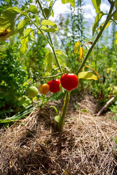You can even add a kelp meal to this soil amendment option for more nutrients. Best Soil Amendments For Tomato Garden - Garden and Modern ...