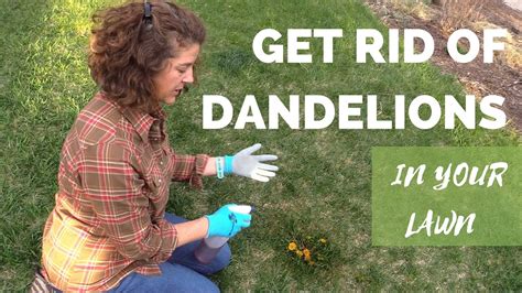 How To Get Rid Of Dandelions In Your Lawn Safely Youtube