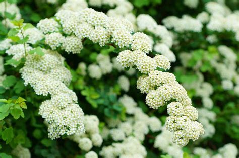 10 Beautiful White Flowering Shrubs Garden Lovers Club
