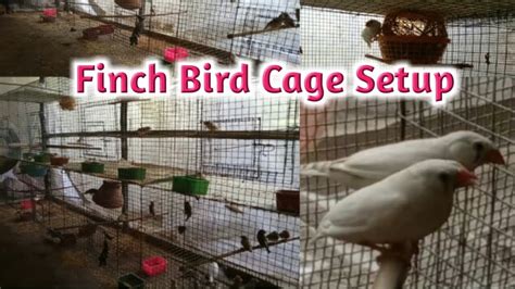 How To Set Up A Finch Bird Cage Finch Bird Cage Setup Breeding Cage