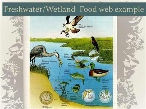 Ppt Fresh Water And Wetland Ecosystems Powerpoint Presentation Free