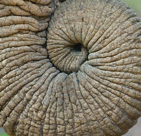 Close Up Of An Elephant Trunk Photograph By Panoramic Images