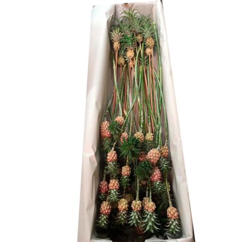 Mini Pineapple Pink 50cm Pack 100 Stems Colombiaflower