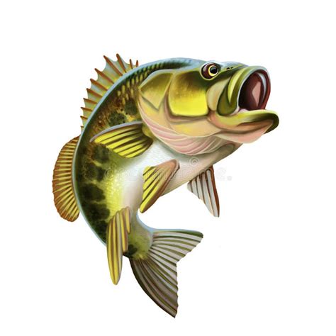 Largemouth Bass Fish Illustration Isolated On White Background Stock