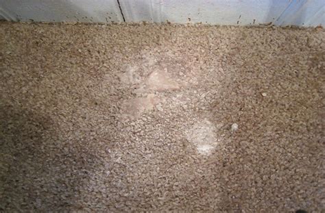 The goal here is to make sure that the wax becomes solid enough to be lifted off smoothly. How to Get Candle Wax Out of Carpet?