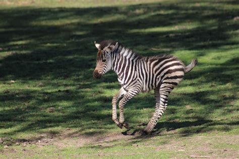 Photos Baby Zebra At Taronga Western Plains Zoo Animal Fact Guide