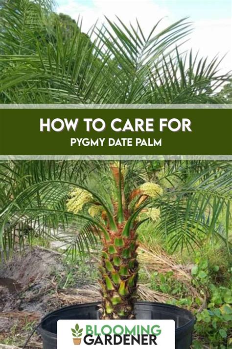 How To Care For Pygmy Date Palm Home And Gardenia