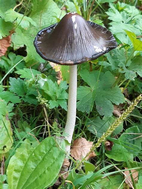 mushroom - naSlovensko