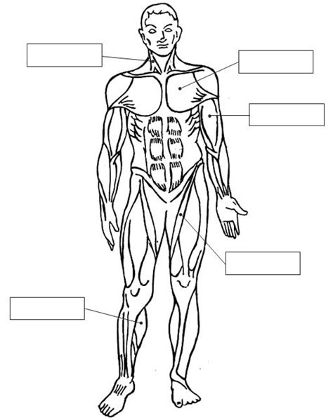 Dibujos Para Colorear Del Sistema Muscular