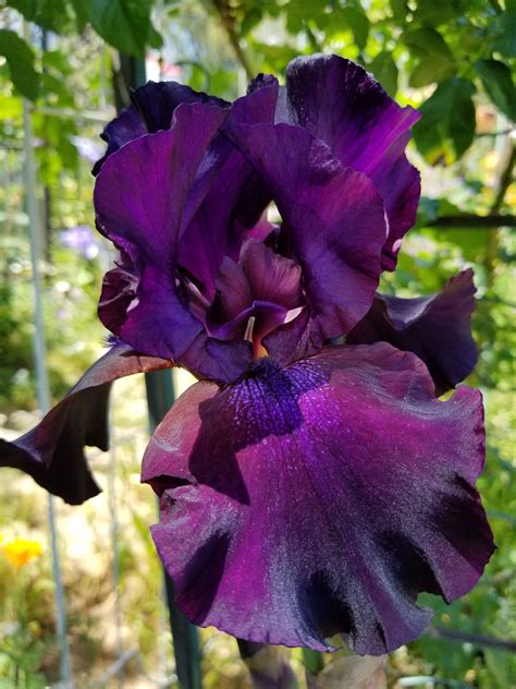 Beautiful Dark Purple Iris Beautiful Flowers Flower Garden Purple Iris
