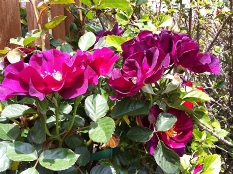 Purple Climbing Rose Purple Climbing Roses Climbing Roses Colorful