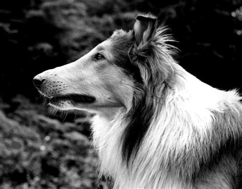 Filepal As Lassie 1942 Wikipedia The Free Encyclopedia