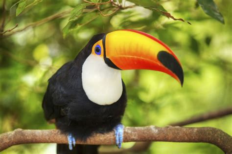 Animales De La Selva Tropical Images And Photos Finder