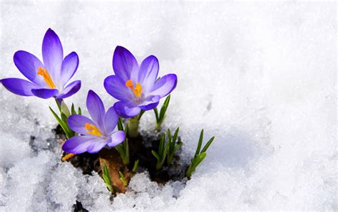 Flowers In Snow Wallpapers On Wallpaperdog