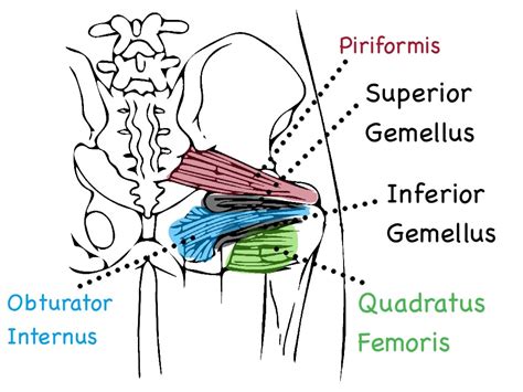 Piriformis Muscle Trigger Points