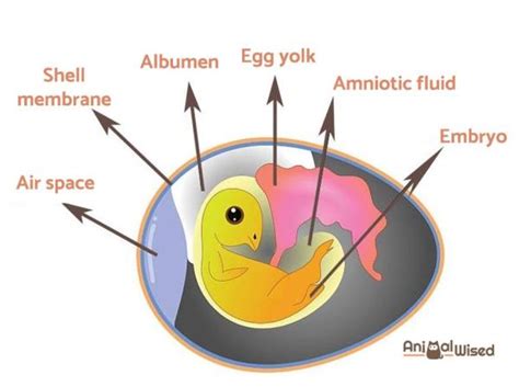 How Do Chickens Reproduce Chicken Reproduction Mating Incubation